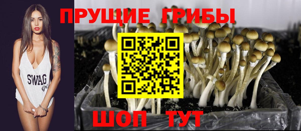 Томск  Псилоцибиновые грибы ЛСД  Вход с VPN  дарнет шоп  Псилоцибиновые грибы мицелий 