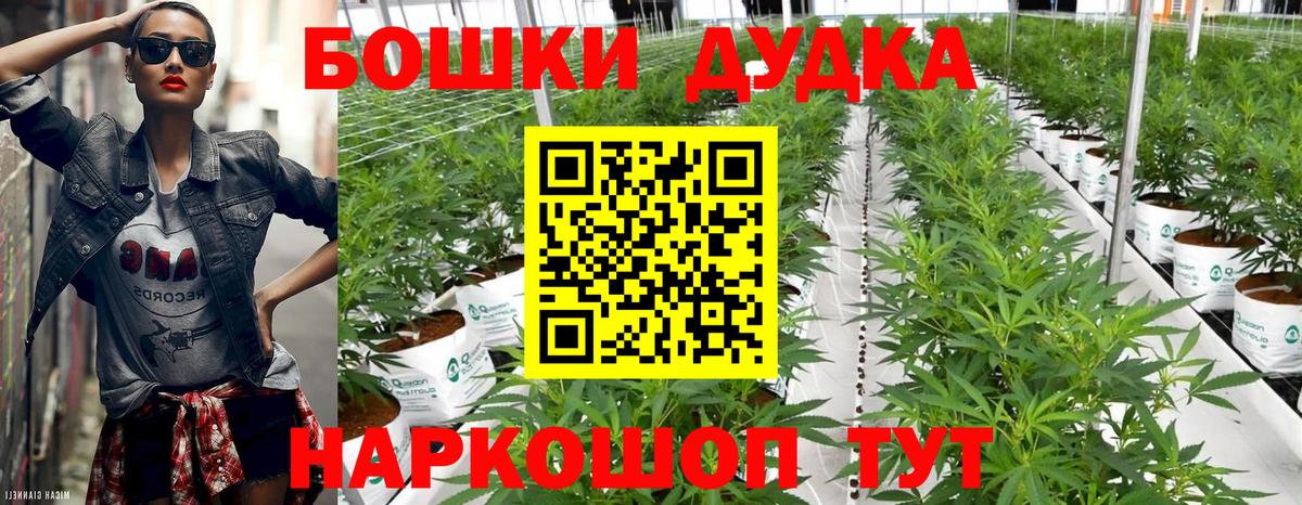 Конопля сатива Томск